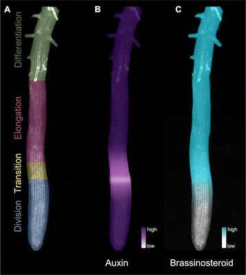 Cytoplasmic Linker Protein-Associating Protein at the Nexus of Hormone Signaling, Microtubule Organization, and the Transition From Division to Differentiation in Primary Roots